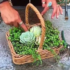 a person holding a basket filled with green grapes and succulents next to a pair of scissors