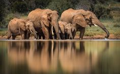 three adult elephants and one baby elephant are standing in front of a body of water