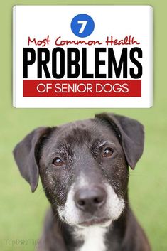 a black and white dog with the title 7 most common health problems of senior dogs