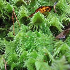 green plants with yellow and brown leaves on them