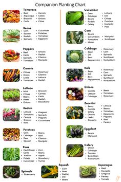 a poster with different types of vegetables and their names