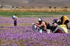 several people in a field with purple flowers