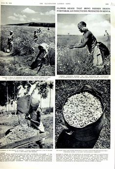 an old black and white photo shows people picking beans from a large metal bucket in a field