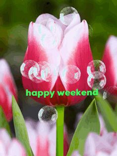 pink tulips with bubbles and the words happy weekend