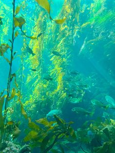 an aquarium filled with lots of different types of plants and fish swimming in the water