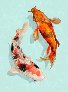 two orange and white koi fish swimming together