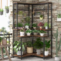 a room filled with lots of potted plants on top of shelves next to a brick wall