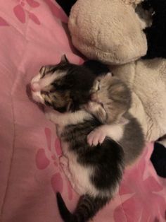 a kitten sleeping next to a teddy bear