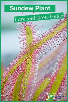 a close up of a plant with the words sundew plant care and grow guide