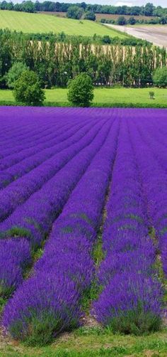 a large field full of purple flowers next to a lush green field with trees in the background