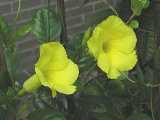 two yellow flowers are blooming in front of a brick wall and some green leaves