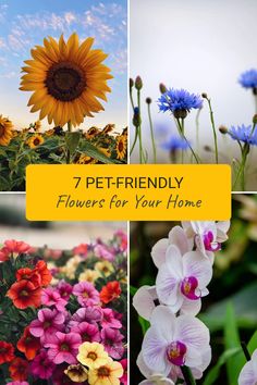 Discover 7 pet-friendly flowers perfect for any home. Featuring beautiful images of sunflowers, cornflowers, and Phalaenopsis orchids, this pin showcases flowers that are safe for pets.