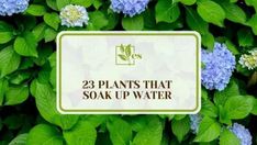 there is a sign that says 22 plants that soak up water in front of some blue flowers