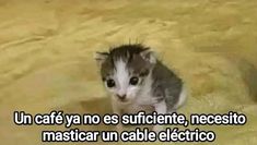 a small kitten sitting on top of a floor