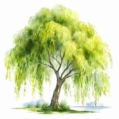 a watercolor painting of a tree with green leaves