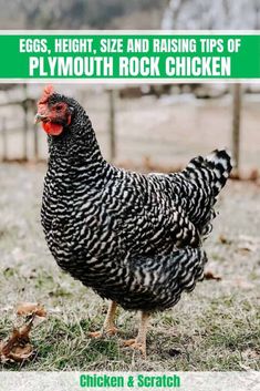 a chicken standing on top of a grass covered field