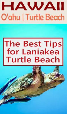 the best tips for lannakea turtle beach