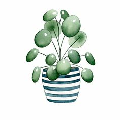 a potted plant with green leaves in it on a white background, watercolor