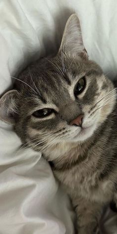 a gray and white cat laying on top of a bed