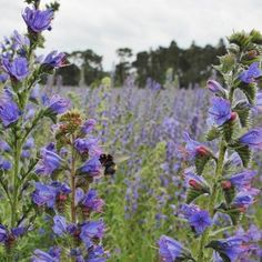 a field full of purple flowers with a bee sitting on the flower stalk in the middle