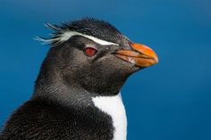 a black and white penguin with red eyes looking at the camera while standing against a blue background