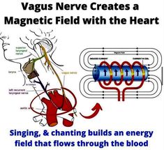 Alternative Medicine Holistic Healing, Spiritual Fitness, Polarity Therapy, Basic Anatomy And Physiology, Metaphysical Spirituality, Spiritual Psychology, Vagus Nerve, High Vibrational