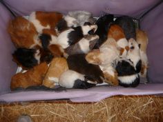 a group of stuffed animals sitting in a purple box with hay on the floor and straw bales around them