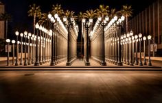 a person standing in the middle of a walkway surrounded by tall palm trees at night