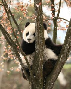 a panda bear sitting in a tree with its paws on it's head and arms