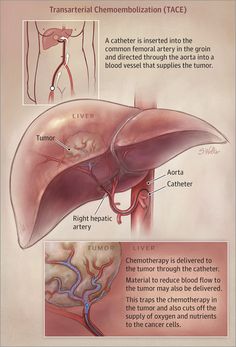 an image of the livers and their functions