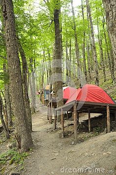 tents set up in the woods on a dirt path stock photo - image 349874