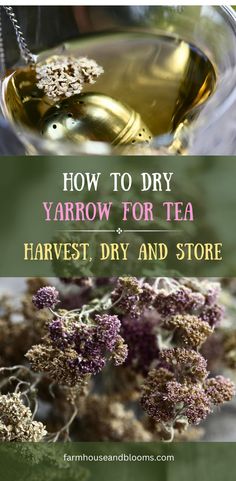 two pictures, one of a cup of yarrow tea, and one of dried yarrow flowers Yarrow Uses, Yarrow Tincture, Yarrow Tea, Herbal Properties, Drying Fresh Herbs, Medicinal Tea