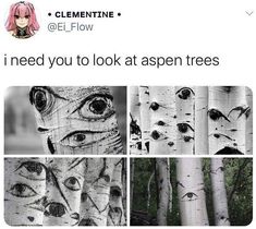 four different pictures of trees with the words i need you to look at aspen trees