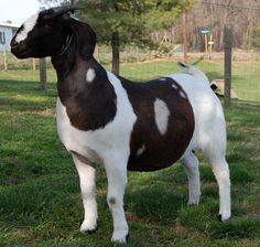 a brown and white goat standing on top of a lush green field