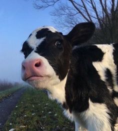 a black and white cow standing on top of a grass covered field next to a road