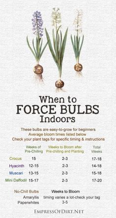 a poster with the words when to force bulbs indoors and below it is an image of flowers