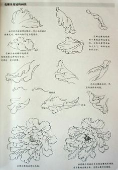 an open book with drawings of flowers and birds on it's pages in chinese