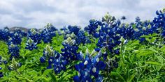 the blue flowers are blooming in the field