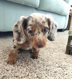 a small brown and black dog standing on top of a carpet next to a couch