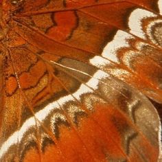 a close up view of a butterfly's wing showing the intricate pattern on its wings