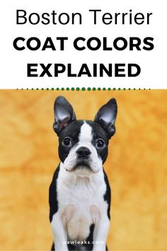 the boston terrier coat colors explain