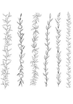 the different types of plants are shown in black and white, each with long stems