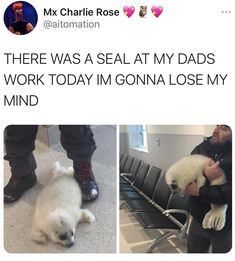 a man holding a white dog in his arms and another photo with the caption, there was a seal at my dad's work today i'm gona lose my mind