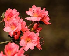 some pink flowers are blooming on a branch