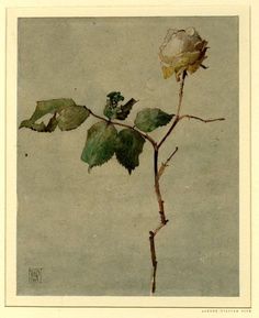 a single white rose with green leaves on a branch in front of a gray background