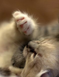 a cat laying on its back with it's paws stretched out and pawing at the camera