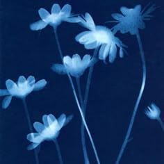 some white flowers on a black background with blue light coming from the top and bottom