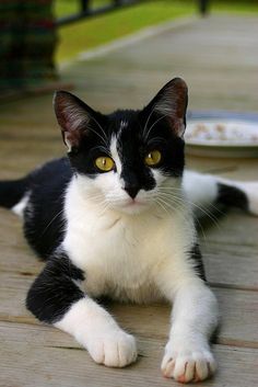 a black and white cat laying on top of a wooden floor next to a plate