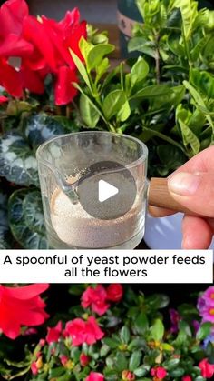 a person holding a wooden spoon over a glass filled with water and sand in front of flowers