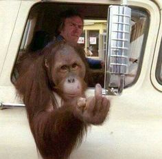 an orangutan hanging out the side of a car with its hand up